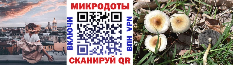 купить наркотики сайты  Полесск  Псилоцибиновые грибы Psilocybine cubensis 
